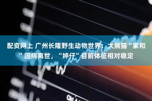 配资网上 广州长隆野生动物世界：大熊猫“家和”因病离世，“婷仔”目前体征相对稳定